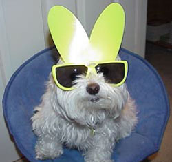 Bunny Bo Sunglasses Maltese Picture