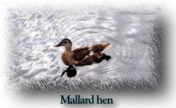 Mallard Hen