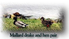 Drake and Hen Pair