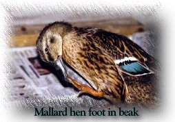 Hen Foot in Beak