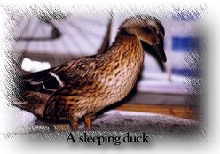 Sleeping Duck