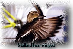Hen Winged