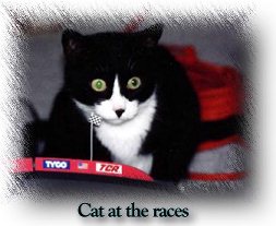 Cat at the Races