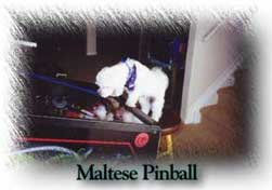 Maltese Pinball