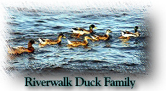 Riverwalk Duck Family