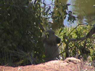 Baboon