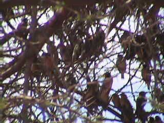 Birds