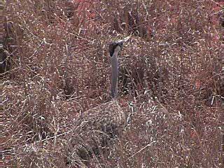 Bustard