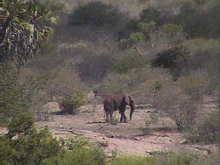 Elephant
