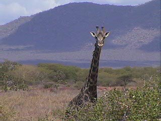 Giraffe