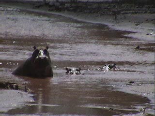 Hippo